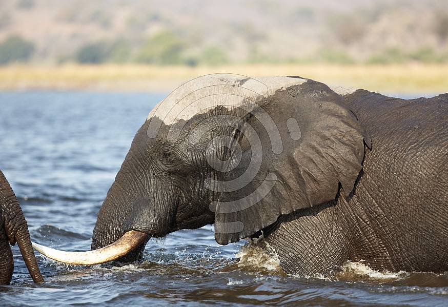 African Elephants crossing a river
