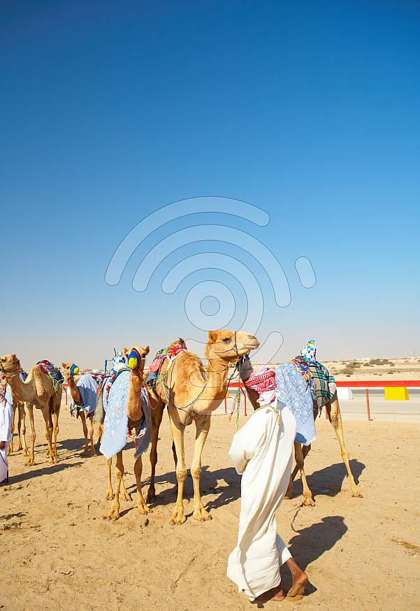 Robot controlled camel racing