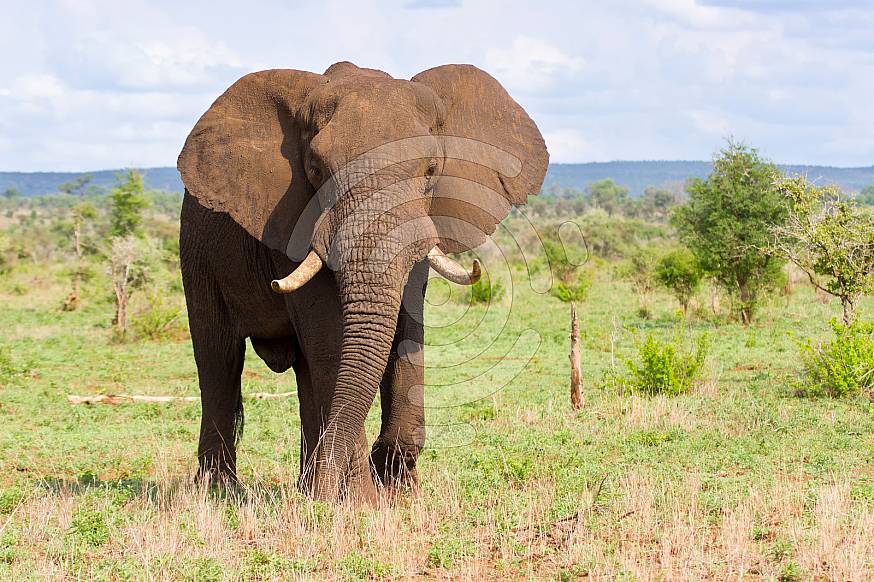 Big elephant bull with large tusks approaching over a savannah plain
