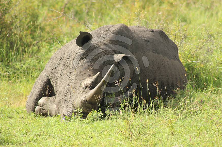 Rhinoceros lying on his side in the bush