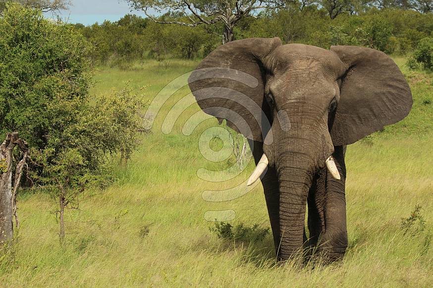 Young elephant bull with flapping ears