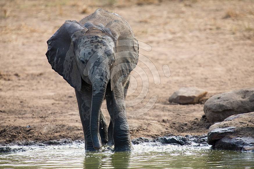 Breeding herd of elephant drinking water at small pond