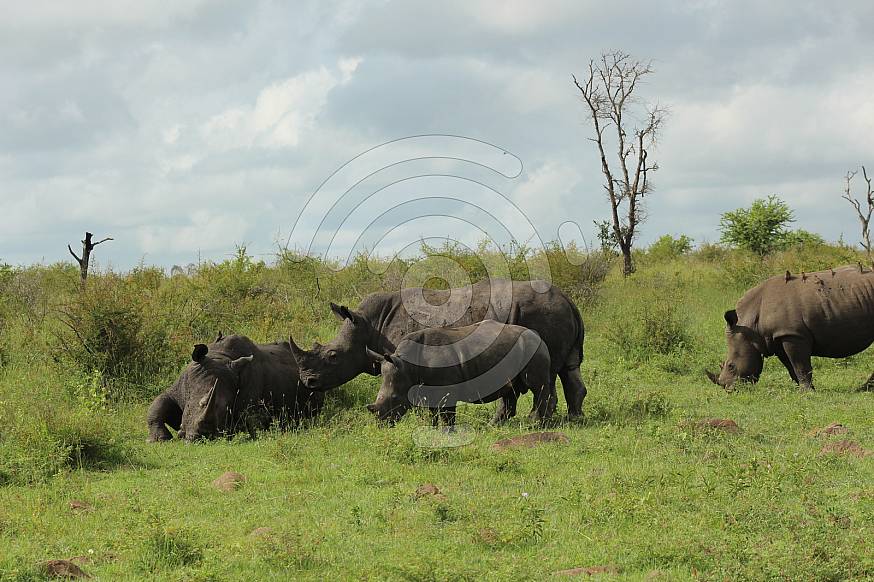 A group of Rhinoceros feeding